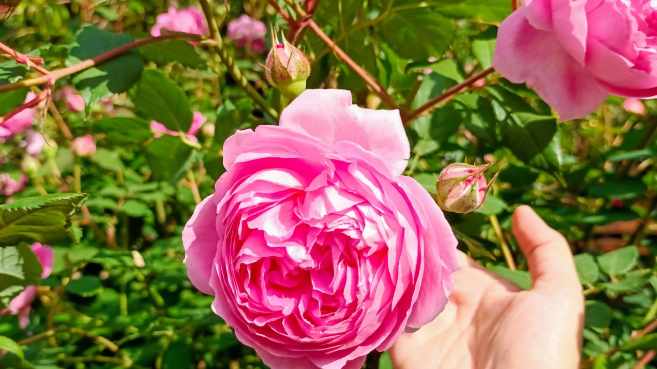 A hand wants to grab 'Louise Odier' rose.