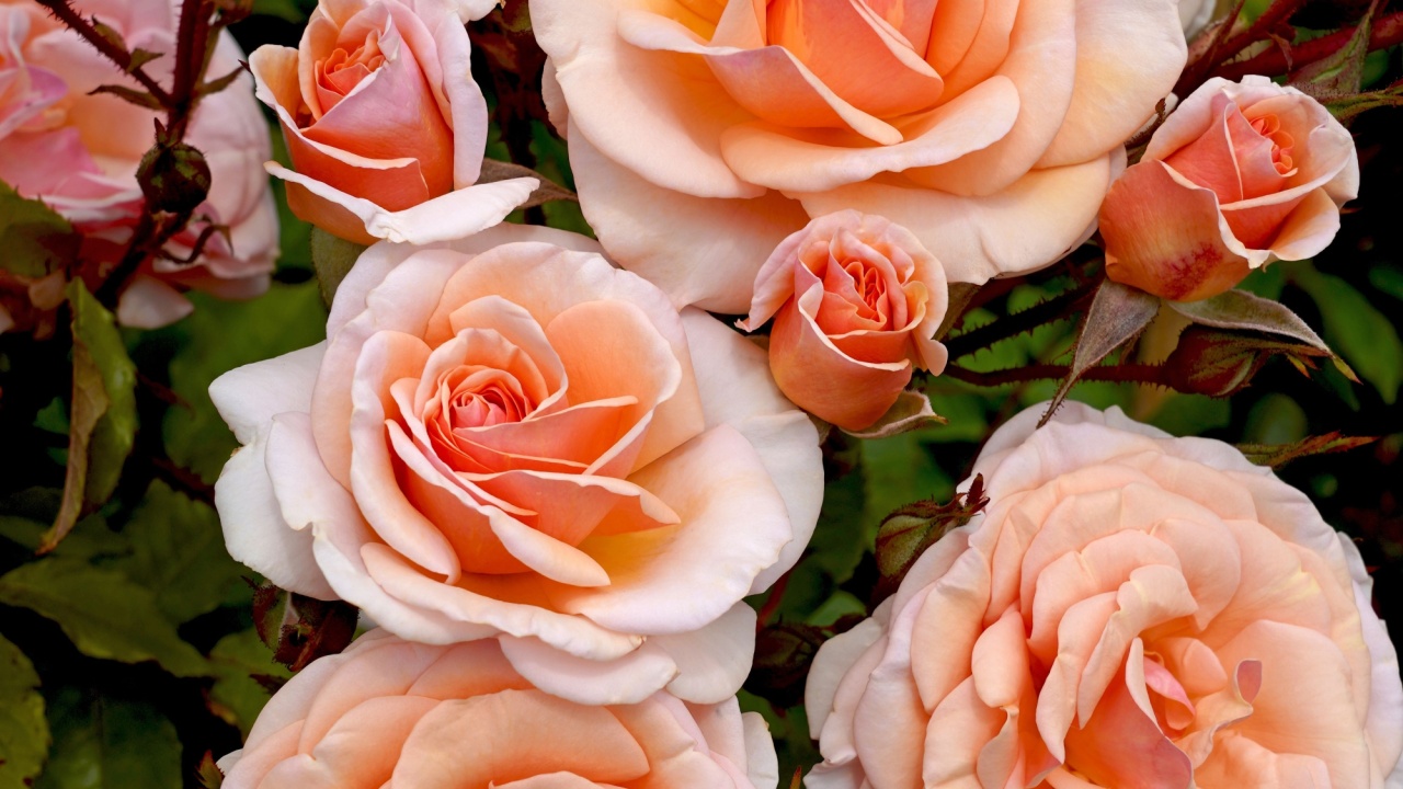 Rosa 'Sweet Honey' (Kormecaso). This beautiful floribunda rose was voted 2020 Rose of the Year by the Royal Horticultural Society. Bred by Kordes Roses.