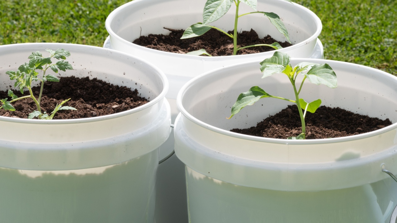 Small space gardening. Tomato plant and two pepper plants in white, reusable bucket containers.