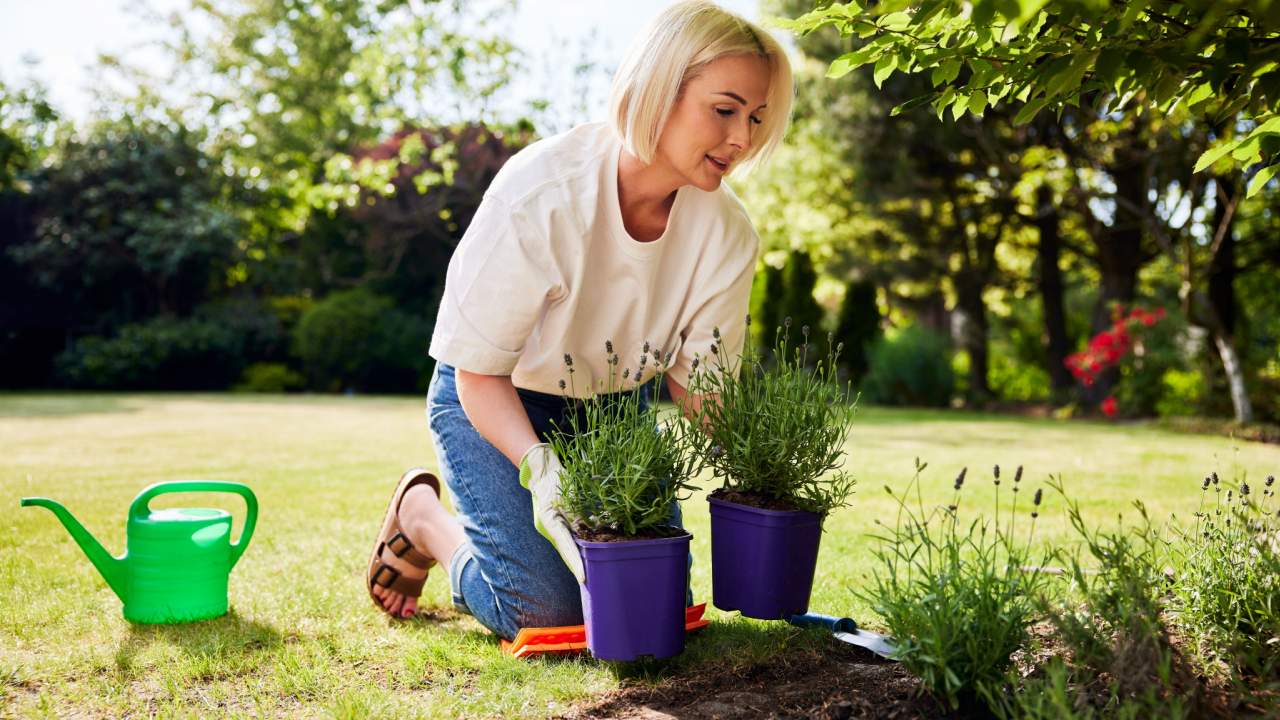 woman using a knee pad in the garden with lavender