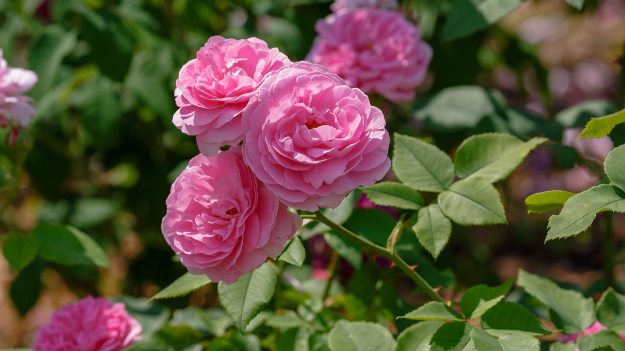 Beautiful pink rose 'Louise Odier' in garden