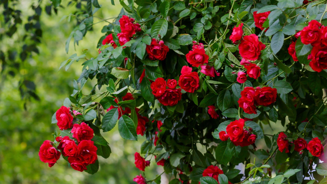 climbing rose red flowers