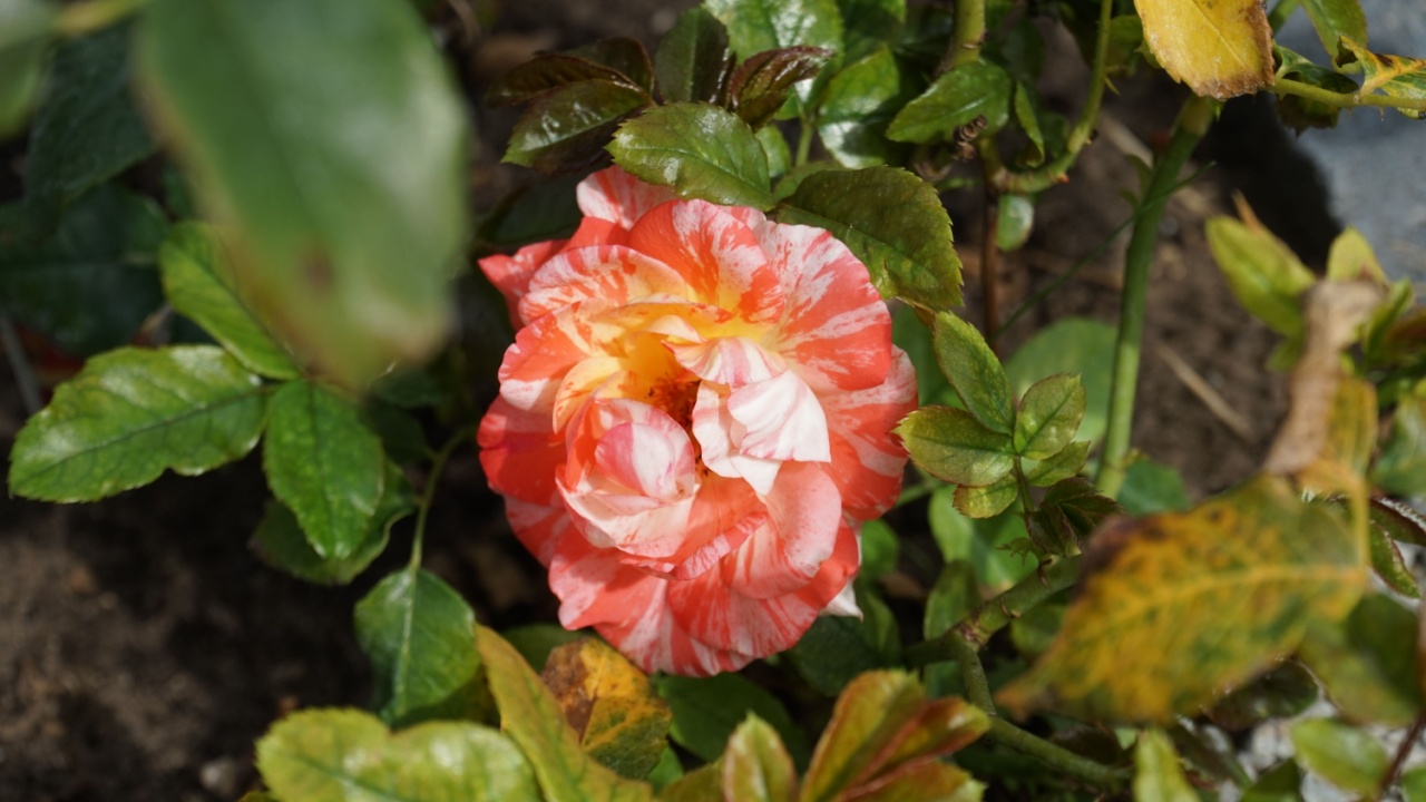 The rose variety 'Alfred Sisley', syn. 'DELstrijor', 'Ivan Crowther' is an orange-red to pink-red, yellowish-white striped shrub rose. Rose is a woody perennial flowering plant of the genus Rosa.