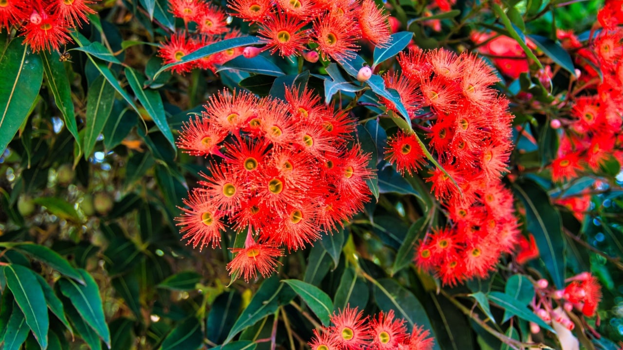 Flowers and leaves of Corymbia ficifolia (Eucalyptus ficifolia or red flowering gum), a small tree endemic in the south-west of Western Australia