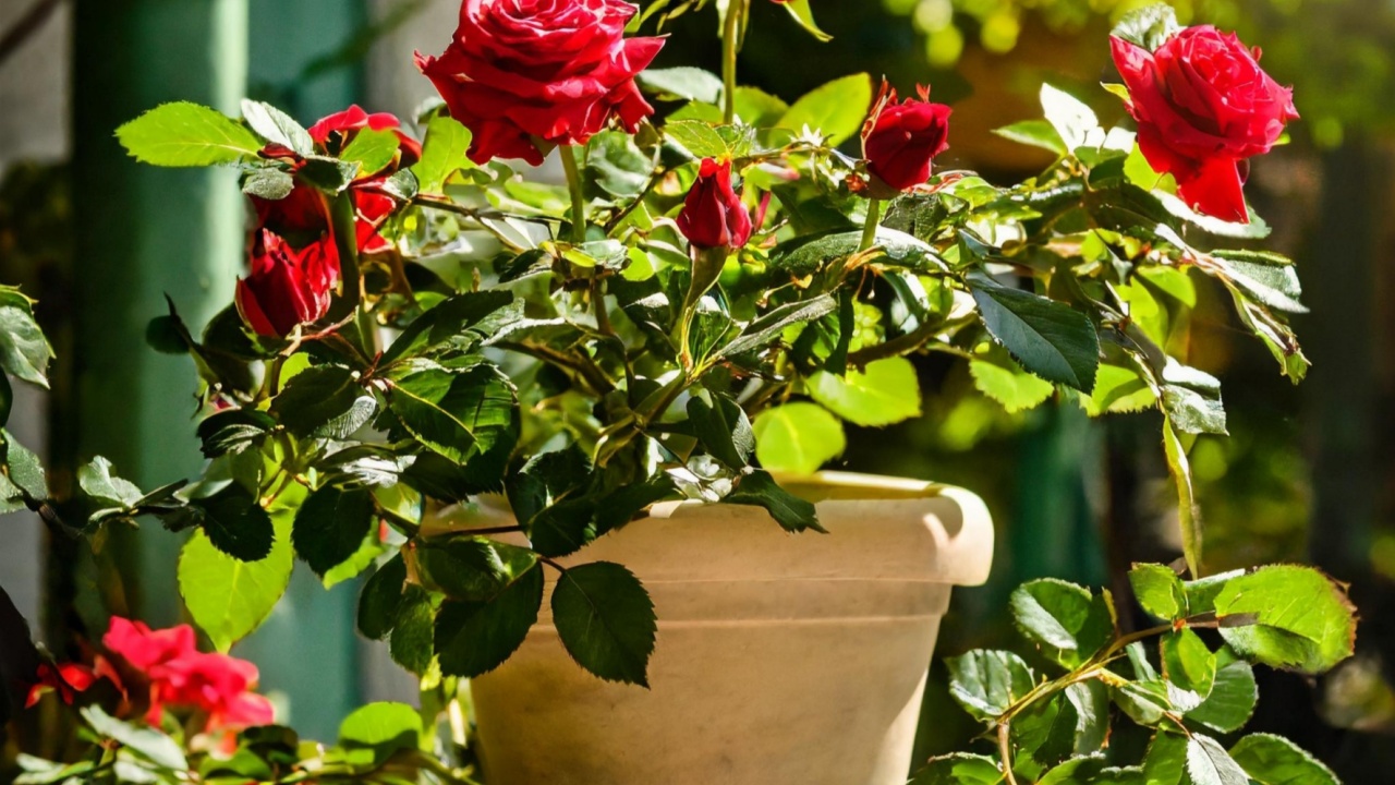 Red rose plant in garden pot