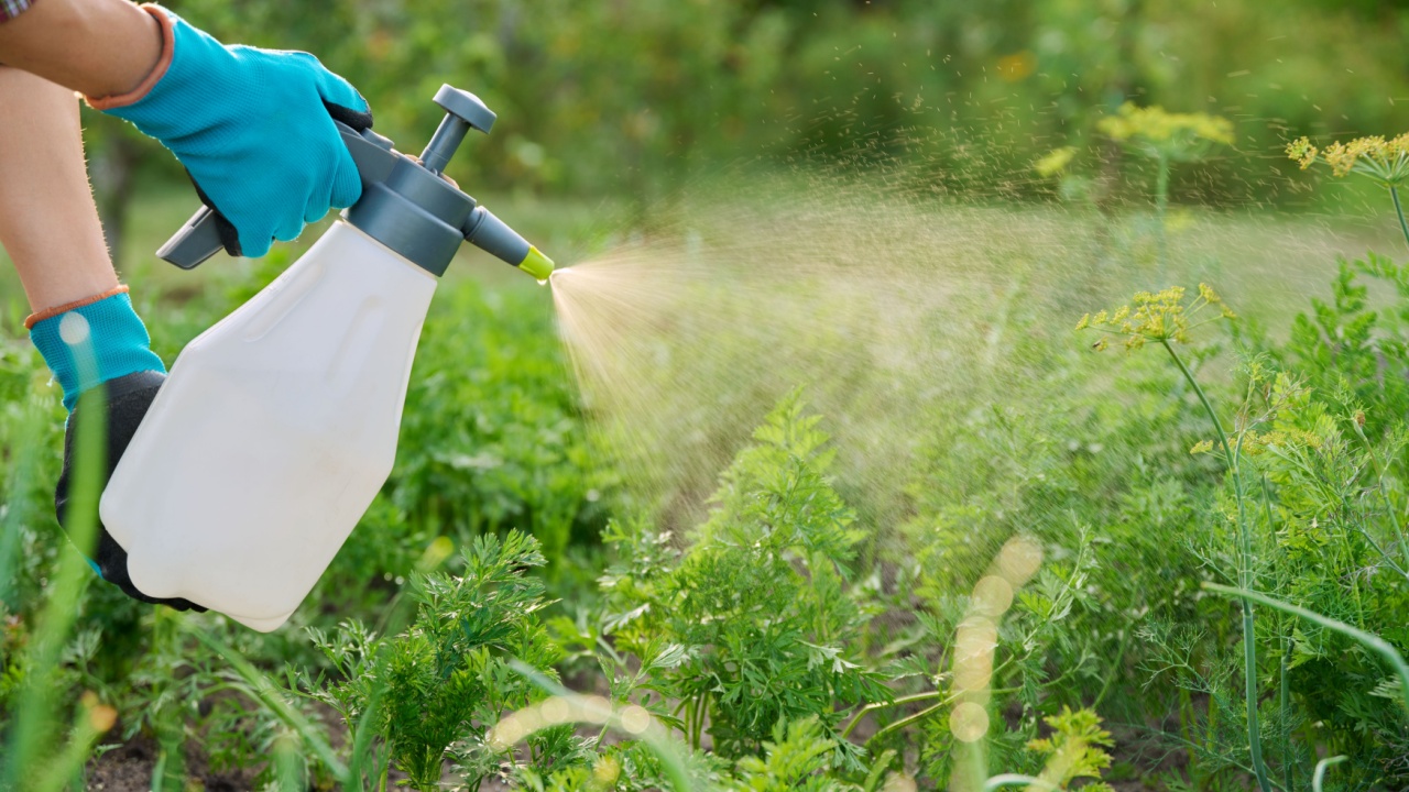 Hands with sprayer, spraying carrot plants on wooden raised bed box