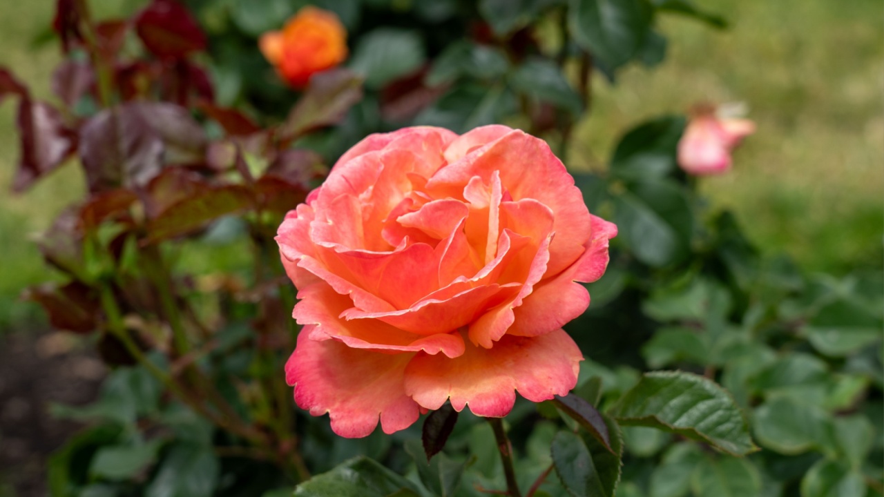 Anna's Promise, Rose flowers growing in the garden. United States.