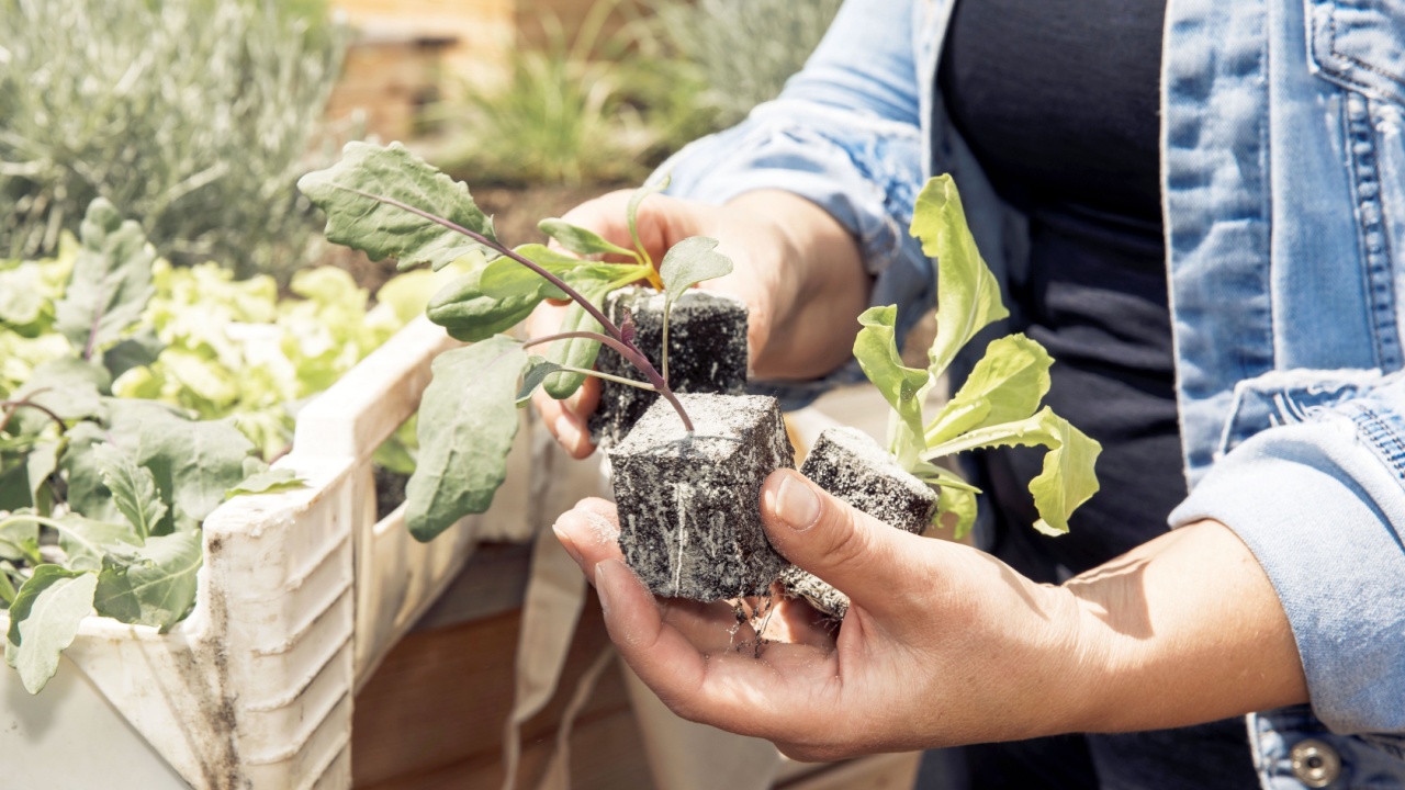 Holding young plants with soil blocks in hands, gardening, plant care, growing seedlings concept