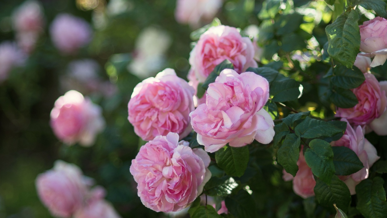 Summer garden with english roses