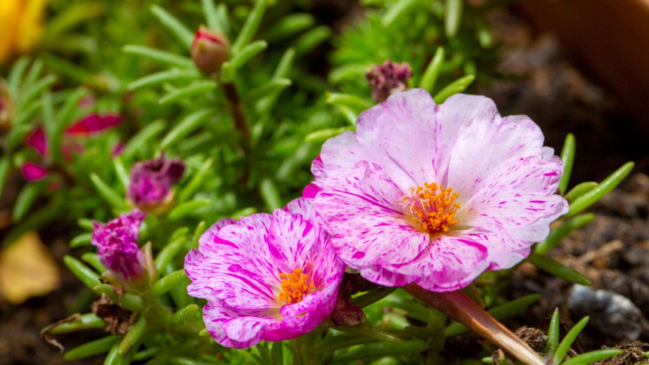 The flowers of Portulaca grandiflora