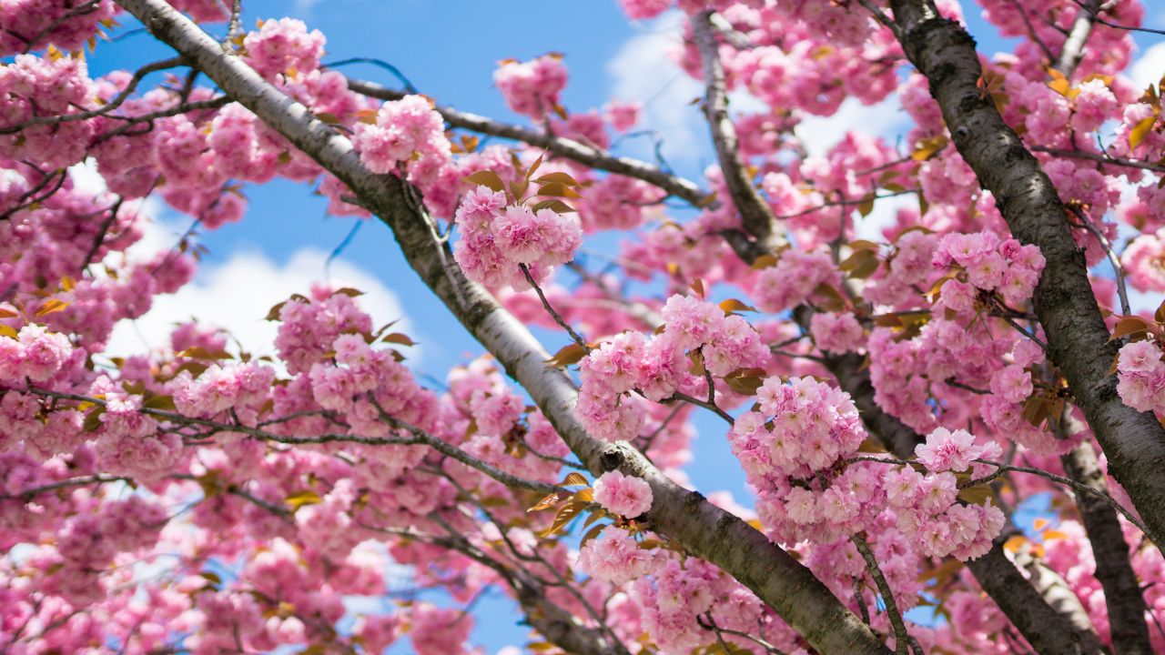 Close up of branch of Prunus serrulata 'Kanzan' with pink cherry blossom. Cropped spring most popular Japanese flowering tree against the sky.
