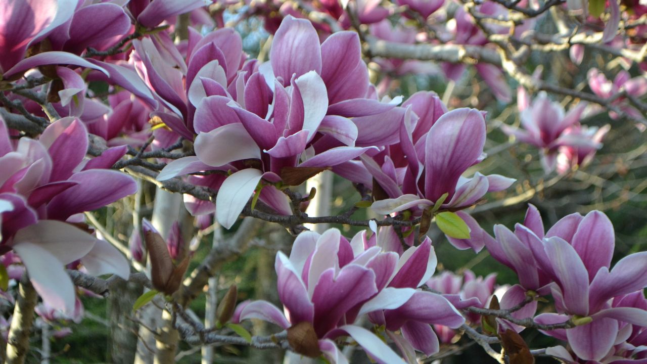 Saucer magnolias (Magnolia X soulangeana)