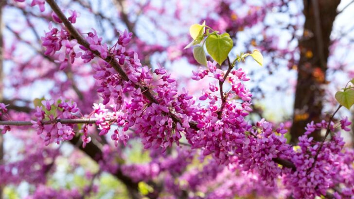 10 Best Fast-Growing Flowering Trees For Beauty, Shade, And Privacy