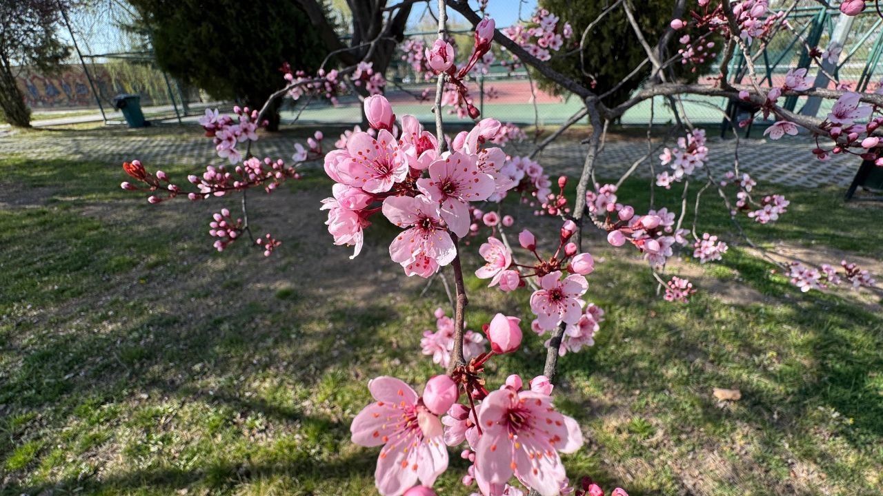 Prunus cerasifera pissardii pink flower raceme. Flowering branches of Prunus pissardii against blue sky in spring. Cherry plum and myrobalan plum flowers. Purple leaf plum tree flowering. Close-up.