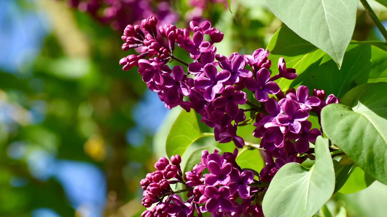 Common lilac (Syringa vulgaris)