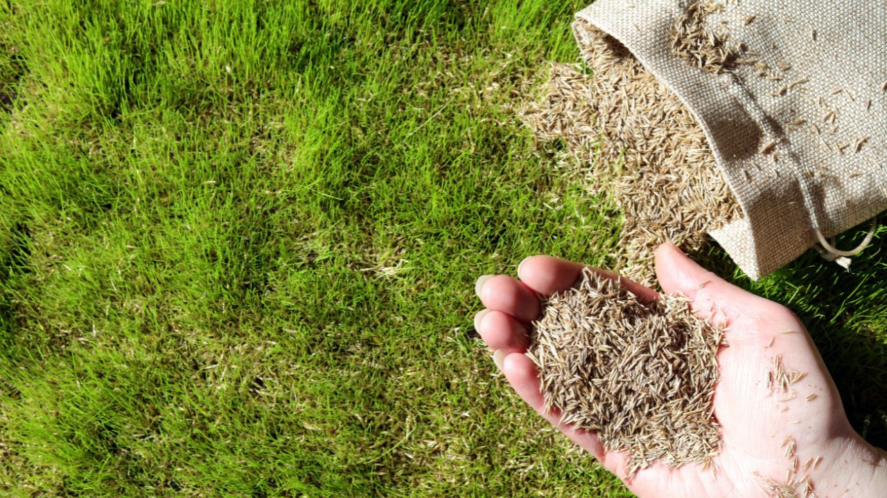 A Handful Of Grass Seeds Ready For Sowing To Create A Garden Lawn.