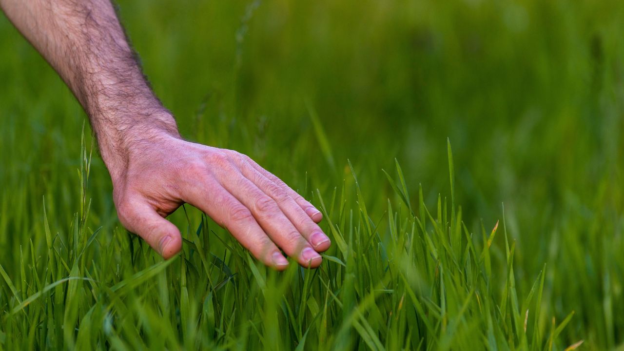 Closeup man hand inspecting green grass lawn, healthy tall fescue, water, watering, new over seed grass, fertilizer application, thick grass, caring lawnHuman hand moving green field touching
