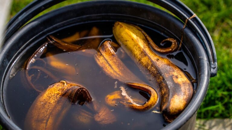 banana peel tea compost