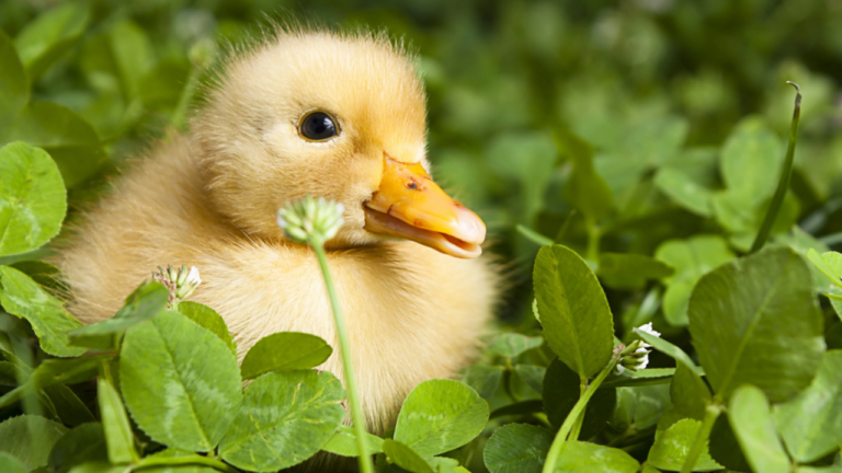 baby duckling sitting in clover