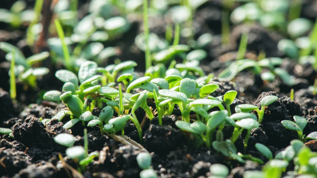 sprouts garden greens