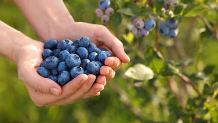 A Hack for Growing Blueberry Bushes for Pennies
