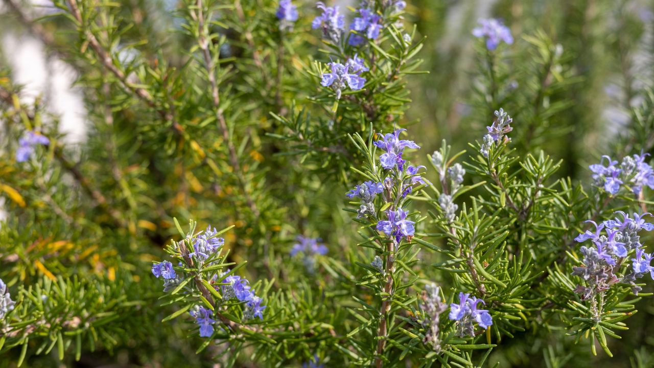 Rosemary