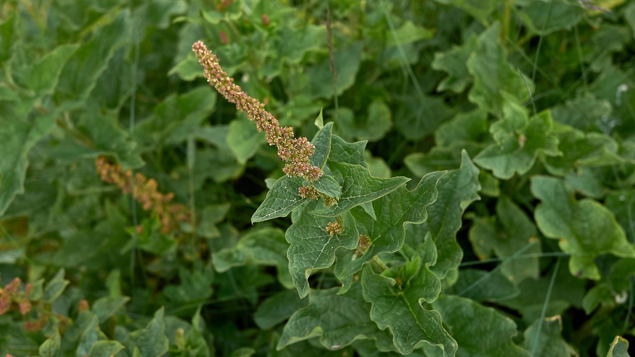 Blitum bonus-henricus edible plant in bloom