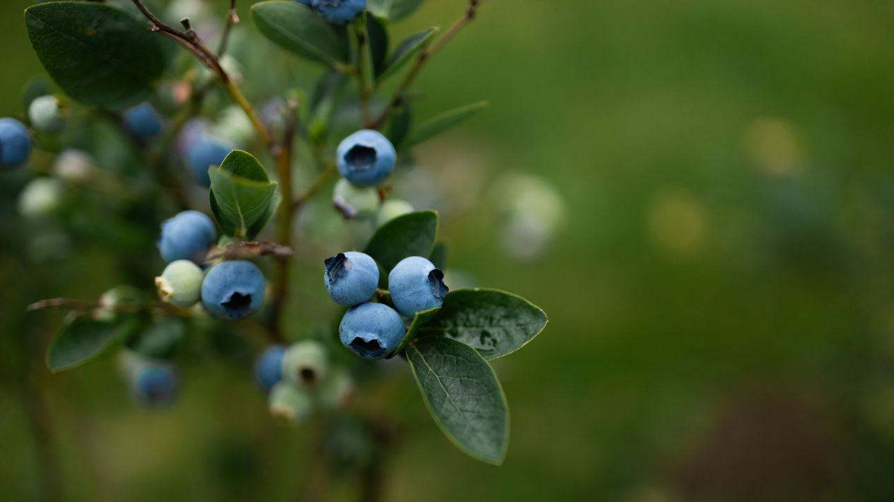 Blueberries
