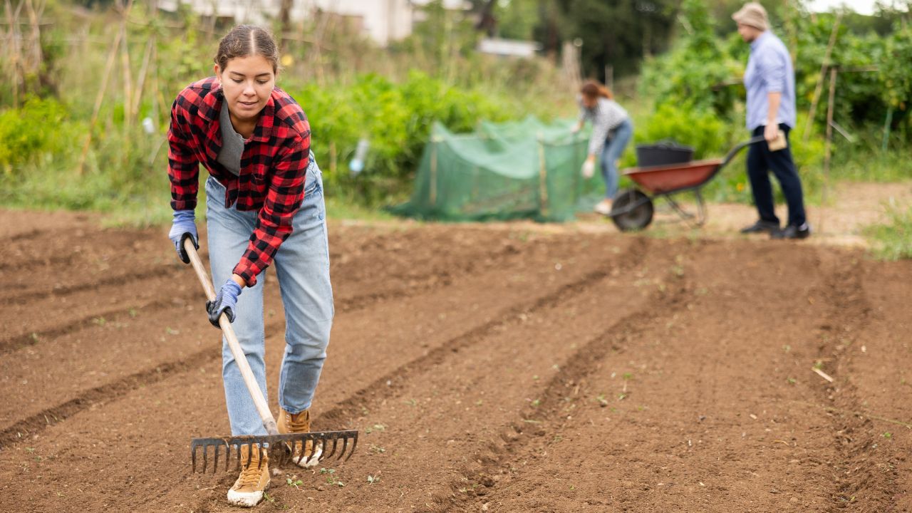 Female owner of plantation works on beds with hand tools, levels and loosens ground using rake. She performs soil preparation, distributes soil over surface of seedbed.