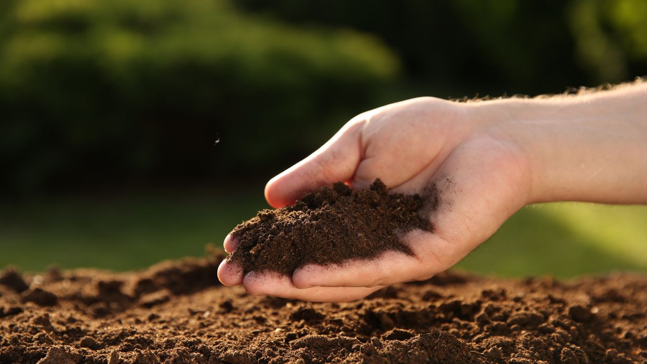 Man holding pile of soil outdoors, closeup