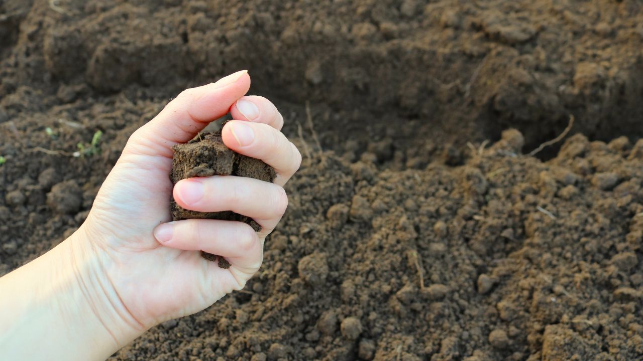 the hand of a white woman squeezes a handful of earth in her fist against the background of loose dark soil, the concept of using and preserving land soil resources in human hands