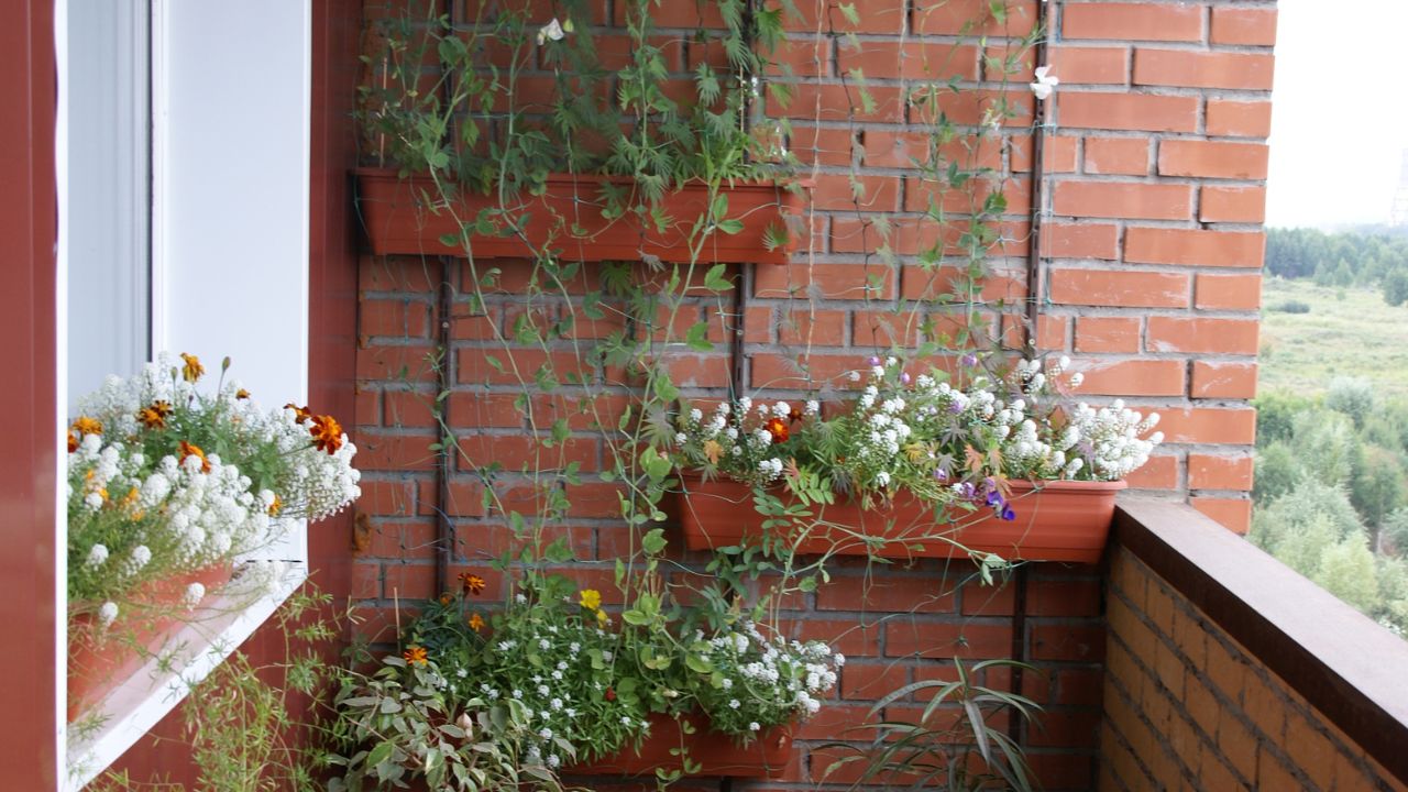 there is a flower garden on the balcony. orange and white flowers grow in boxes and pots, a bindweed grows on the wall, a small patch of forest and blue sky are visible from the balcony