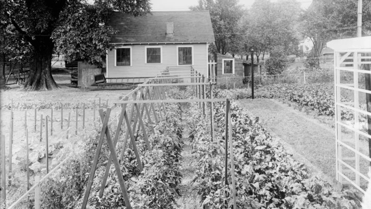 I Cleared My Back Property to Live Off: How to Grow a Victory Garden