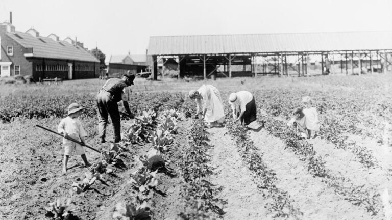 Victory Garden - War Garden