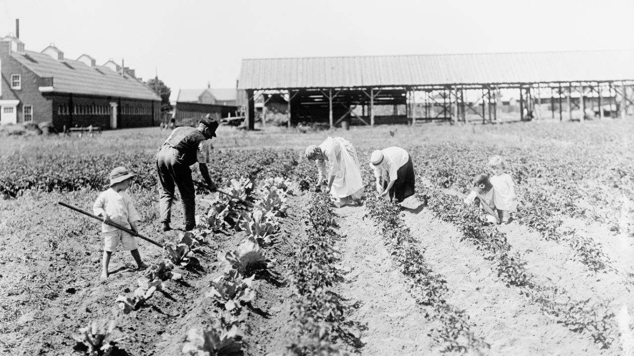 Victory Garden - War Garden