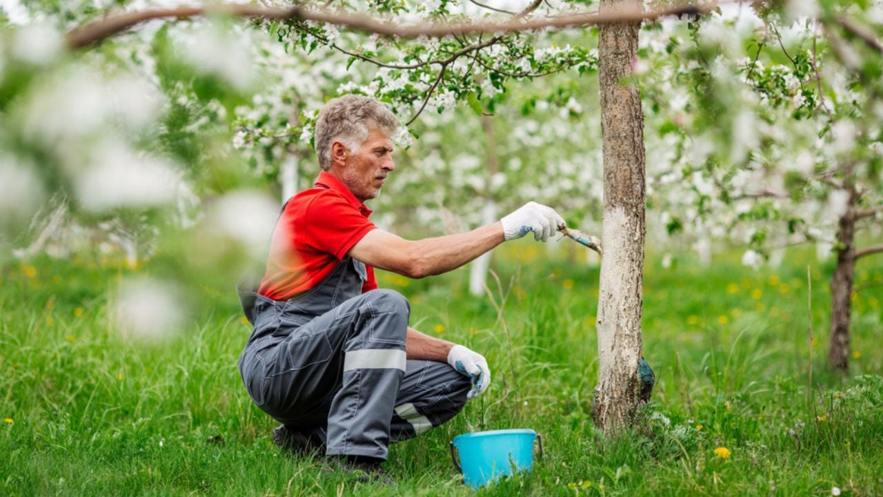 man in an orchard painting tree trunks white farmer