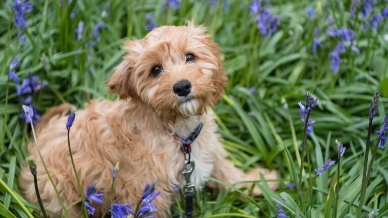 A closeup of a cavapoo puppy sitting in the grass with beautiful flowers and looking into the camera.