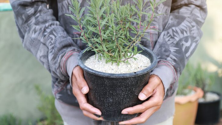 How to Keep Your Lavender Tree Happy and Thriving
