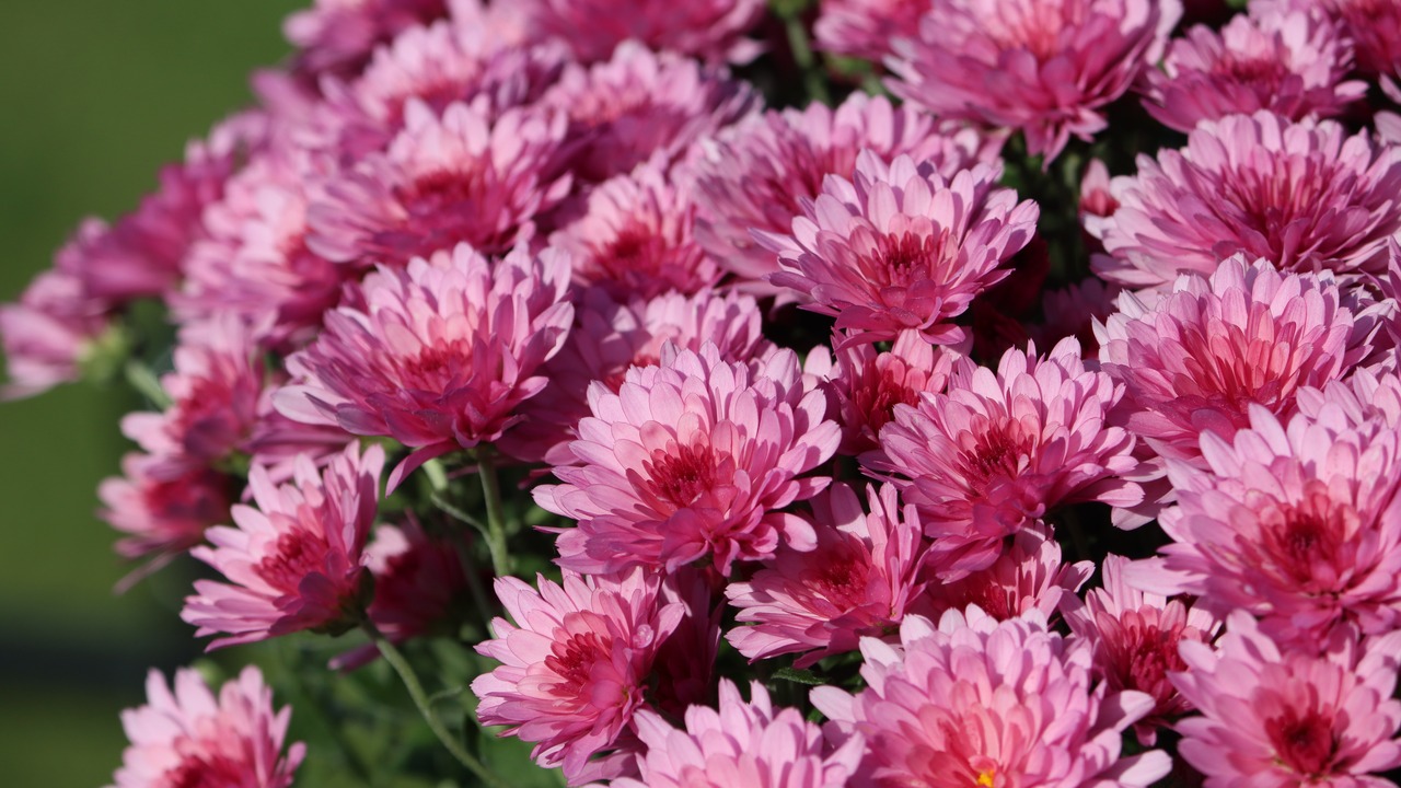 Chrysanthemum × morifolium (also known in the US as florist's daisy and hardy garden mum, is a hybrid species of perennial plant in the genus Chrysanthemum of the Asteraceae family.