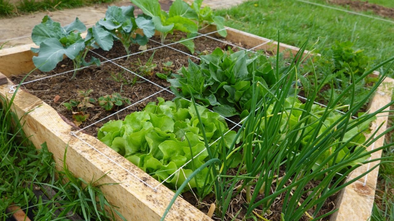 square foot gardening . Vegetable garden