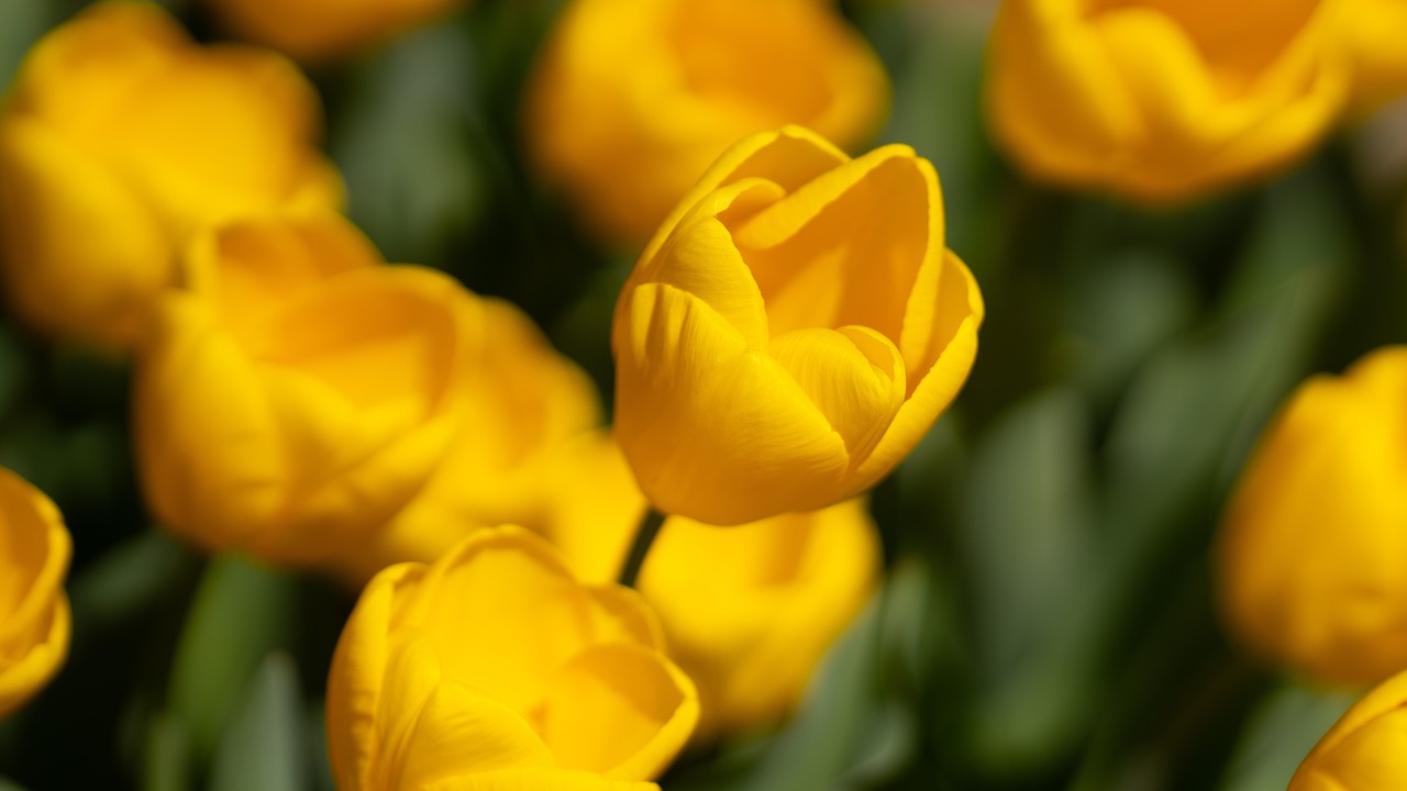 Beautiful yellow tulip flowers on spring nature.