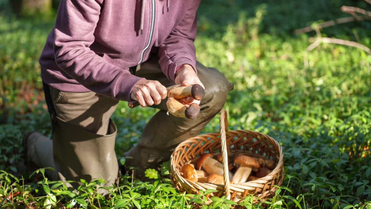 A Woman Is Cutting a White Mushroom with a Knife. Hands of a Woman, a Knife, Mushrooms.