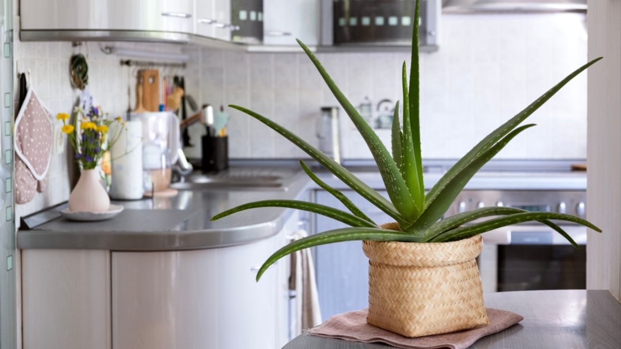 Aloe vera stands in a wicker pot on the kitchen table. Decorating the interior of the house with live plants. Selective focus.