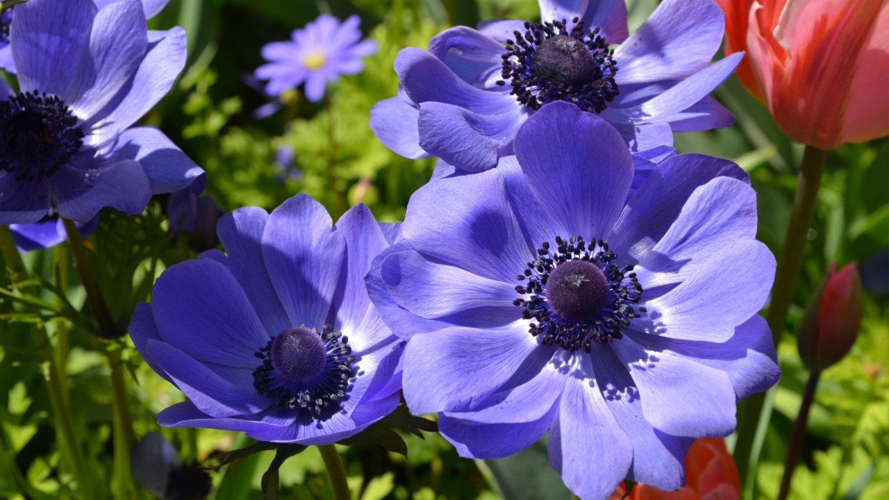 Close up of a many delicate fresh blue anemone flowers in a sunny spring garden