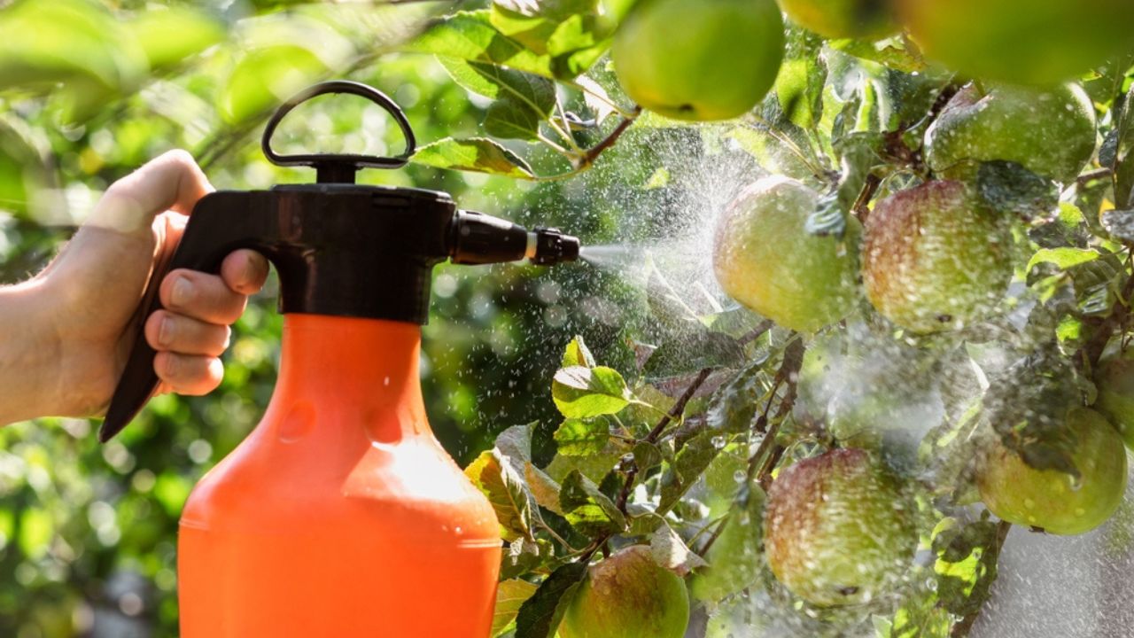 Apple Tree with Apples Spraying Pesticides. Pest Control of Orchard. Farmer Hand with Spray Bottle Sprays Apples against Diseases Fungus in Apple Garden.