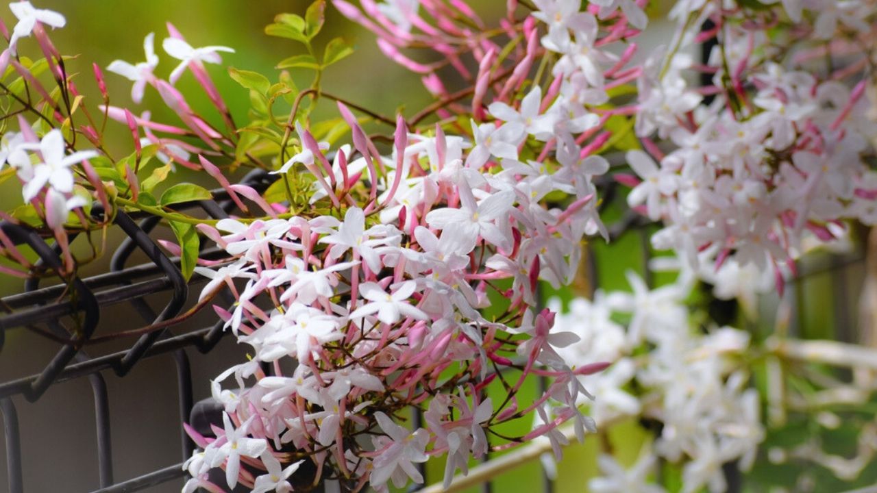 Beautiful jasmine flowers in the garden.