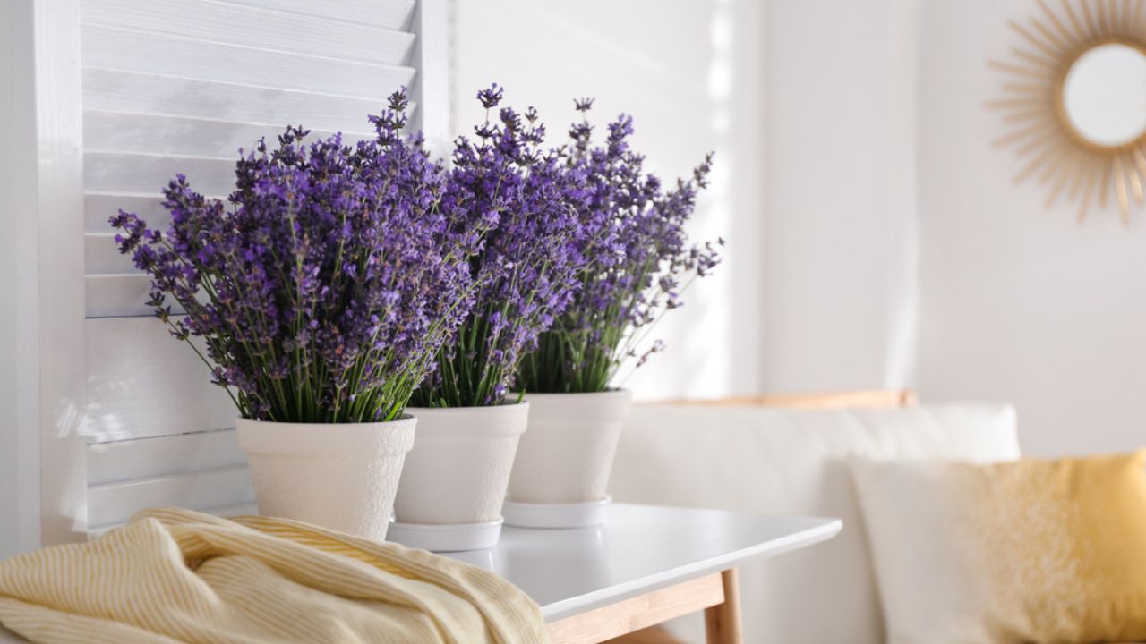 Beautiful lavender flowers and yellow shirt on white table indoors. Space for text