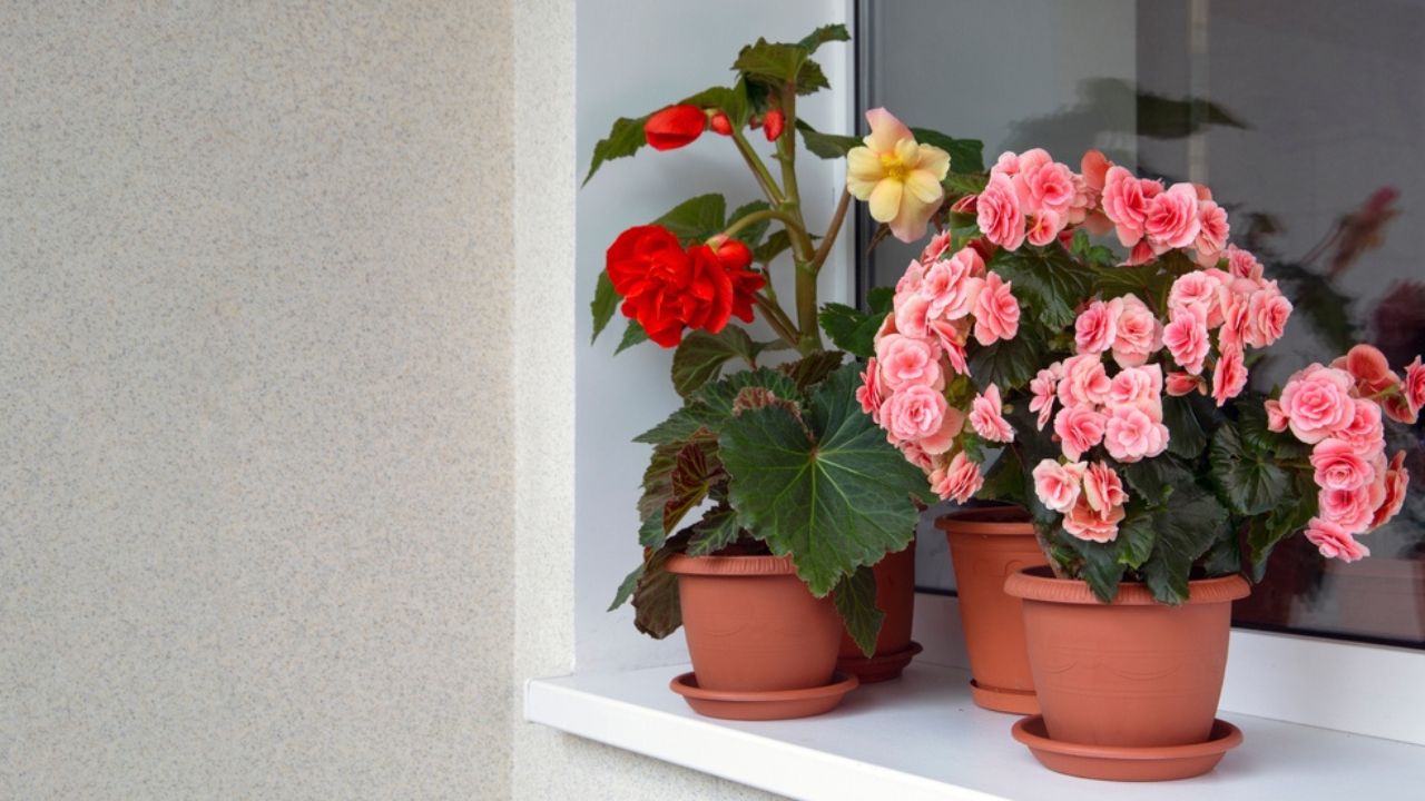 Begonias of different types (tuberous and elatior) in pots in the home interior. Indoor flowers, hobby, floriculture.