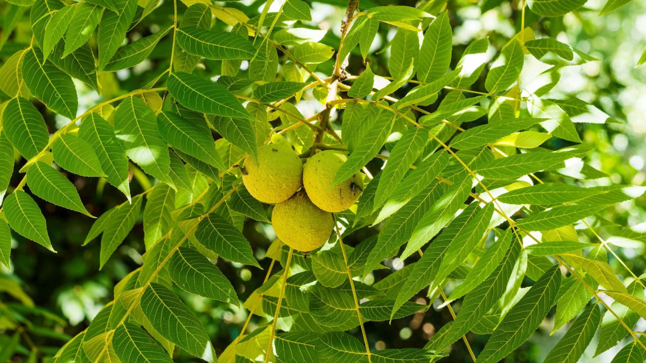 Juglans-nigra | Eastern American black walnut.