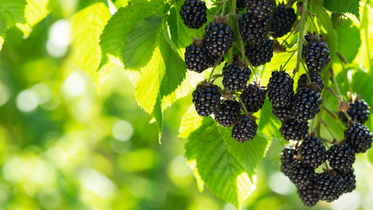 close up of branch of ripe blackberries in a garden